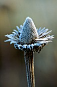 FROST DUSTED SEED HEAD OF ECHINACEA PURPUREA AT  PETTIFERS GARDEN  OXFORDSHIRE