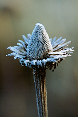 FROST_DUSTED_SEED_HEAD_OF_ECHINACEA_PURPUREA_AT__PETTIFERS_GARDEN__OXFORDSHIRE