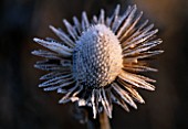 FROST DUSTED SEED HEAD OF ECHINACEA PURPUREA AT  PETTIFERS GARDEN  OXFORDSHIRE