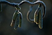 WINTER FROSTED CATKINS OF CORYLUS AVELLANA CONTORTA. VAL BOURNES GARDEN  OXFORDSHIRE