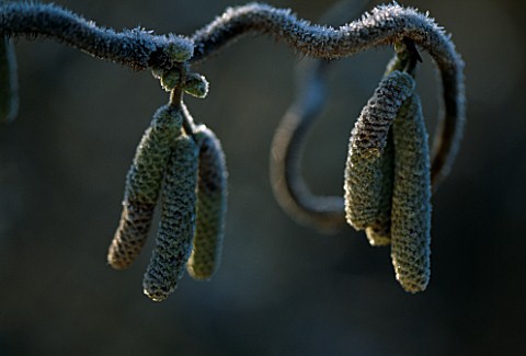 WINTER_FROSTED_CATKINS_OF_CORYLUS_AVELLANA_CONTORTA_VAL_BOURNES_GARDEN__OXFORDSHIRE