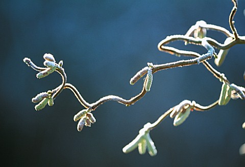 WINTER_FROSTED_CATKINS_OF_CORYLUS_AVELLANA_CONTORTA_VAL_BOURNES_GARDEN__OXFORDSHIRE