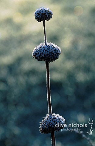 FROSTED_SEED_HEADS_OF_PHLOMIS_RUSSELIANA_IN_VAL_BOURNES_GARDEN__OXFORDSHIRE