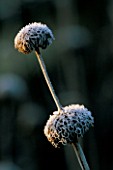 FROSTED SEED HEADS OF PHLOMIS RUSSELIANA AT PETTIFERS GARDEN  OXFORDSHIRE