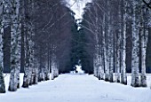 BIRCH AVENUE IN THE PARK AT PAVLOSK  RUSSIA