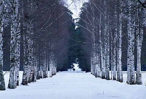 BIRCH_AVENUE_IN_THE_PARK_AT_PAVLOSK__RUSSIA
