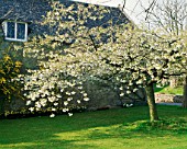 WHITE BLOSSOM OF SPRING FLOWERING JAPANESE CHERRY (PRUNUS SHIROFUGEN). CORNWELL MANOR GARDEN  OXFORDSHIRE