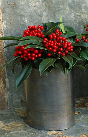 LEAD_ROLL_CONTAINERS_PLANTED_WITH_SKIMMIA_JAPONICA_REEVESIANA_DESIGNER_CLARE_MATTHEWS