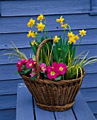 CONTAINER: BASKET PLANTED WITH PINK PRIMULA AND NARCISSUS TETE - A - TETE. DESIGNER: CLARE MATTHEWS