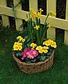 CONTAINER: BASKET PLANTED WITH PINK AND YELLOW PRIMULAS AND NARCISSUS TETE - A - TETE. DESIGNER: CLARE MATTHEWS