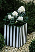 CONTAINER: SILVER AND WHITE TERRACOTTA POT PLANTED WITH RHODODENDRON ALPEN ROSE. DESIGNER: CLARE MATTHEWS
