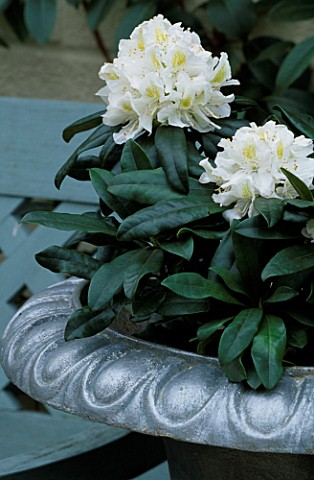 CONTAINER_SILVER_URN_PLANTED_WITH_RHODODENDRON_ALPEN_ROSE_DESIGNER_CLARE_MATTHEWS