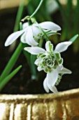 CONTAINER: CLOSE UP OF GOLD CONTAINER PLANTED WITH GALANTHUS FLORE PLENO. DESIGNER: CLARE MATTHEWS