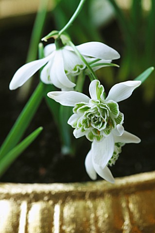 CONTAINER_CLOSE_UP_OF_GOLD_CONTAINER_PLANTED_WITH_GALANTHUS_FLORE_PLENO_DESIGNER_CLARE_MATTHEWS