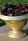 CONTAINER: GOLD CONTAINER PLANTED WITH SEMPERVIVUMS. DESIGNER: CLARE MATTHEWS