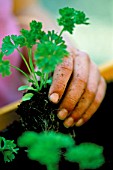 YOUNG GIRL PLANTING PARSLEY INTO A VEGETABLE BOX. HAND  HERB  FOOD  HEALTHY  CHILD  CHILDREN