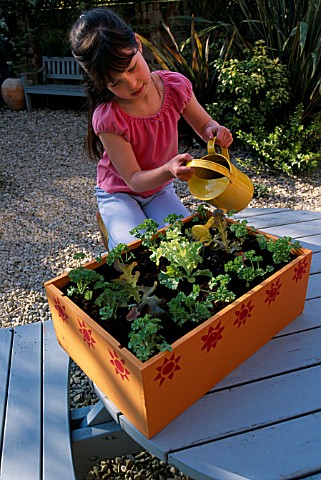 NANCY_WATERING_LETTUCES_AND_PARSLEY_IN_THE_VEGETABLE_BOX_CLARE_MATTHEWS_PROJECT