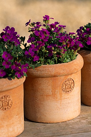 EUROPA_IMPRUNETA_TERRACOTTA_CONTAINERS_PLANTED_WITH_AUBRETIA_BY_CLARE_MATTHEWS