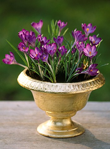 GOLD_CONTAINER_PLANTED_WITH_CROCUS_TOMASINIANUS
