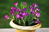 GOLD CONTAINER PLANTED WITH CROCUS TOMASINIANUS