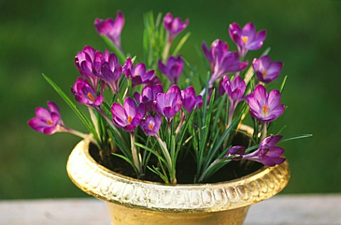 GOLD_CONTAINER_PLANTED_WITH_CROCUS_TOMASINIANUS