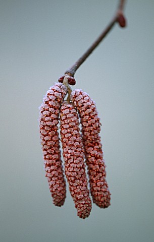 CATKINS_OF_CORYLUS_MAXIMA_RED_ZELLERNUT_AT_PETTIFERS_GARDEN__OXFORDSHIRE