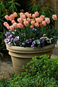 THE OXFORD BOTANIC GARDEN: STONE CONTAINER PLANTED WITH TULIP APRICOT BEAUTY AND PANSIES