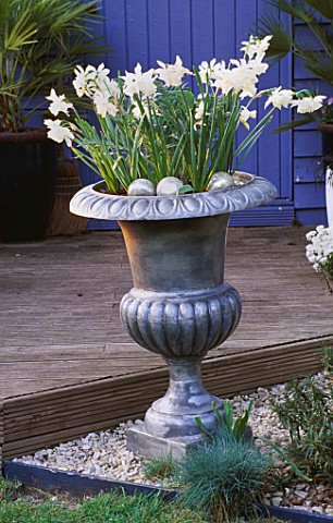SILVER_METAL_CONTAINER_PLANTED_NARCISSUS_THALIA_AND_A_CARDOON_BESIDE_DECKING_DESIGNER_CLARE_MATTHEWS