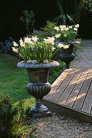 SILVER_METAL_CONTAINER_PLANTED_NARCISSUS_THALIA_AND_A_CARDOON_BESIDE_DECKING_DESIGNER_CLARE_MATTHEWS