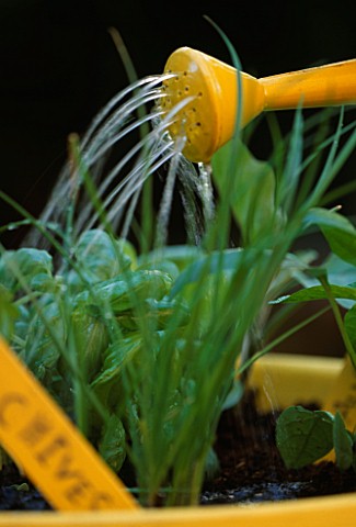 PASTA_POT_PROJECT_BY_CLARE_MATTHEWS_CLOSE_UP_OF_WATERING_IN_NEWLY_PLANTED_CONTAINER
