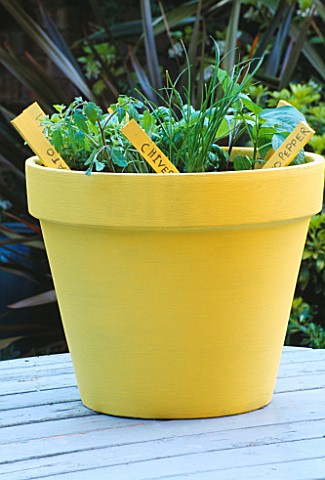 PASTA_POT_PROJECT_BY_CLARE_MATTHEWS_COMPLETED_POT__PLANTED_WITH_PATIO_PEPPERS__CHIVES_AND_TOMATOES