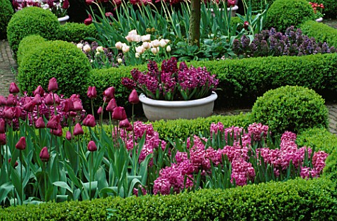 PINK_POT_PLANTED_WITH_HYACINTH_PURPLE_SENSATION__WITH_BOX_HEDGING__HYACINTH_AMETHYST_AND_TULIP_NEGRI