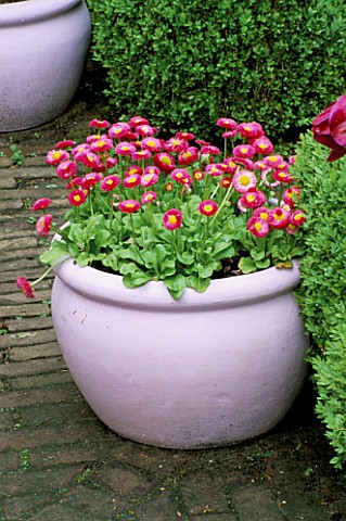 LILAC_CONTAINER_PLANTED_WITH_BELLIS_PERENNIS_POMPONETTE_KEUKENHOF_GARDENS__HOLLAND
