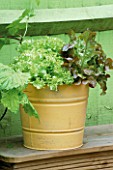 YELLOW BUCKET PLANTED WITH LETTUCES. DESIGNER: CLARE MATTHEWS