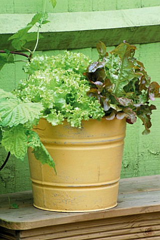 YELLOW_BUCKET_PLANTED_WITH_LETTUCES_DESIGNER_CLARE_MATTHEWS