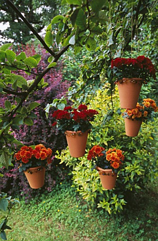 TERRACOTTA_BEADED_POTS_HANGING_FROM_A_TREE_PLANTED_BY_CLARE_MATTHEWS_WITH_DWARF_CHRYSANTHEMUMS