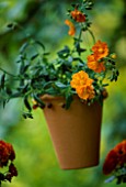 TERRACOTTA BEADED POT HANGING FROM A TREE PLANTED BY CLARE MATTHEWS WITH HELIANTHEMUM BEN MOIR