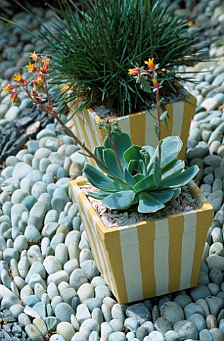 SEASIDE_YELLOW_STRIPED_CONTAINER_PLANTED_WITH_ECHEVERIA_PEACOCKII_AND_MULCHED_WITH_SHELLS_DESIGNER_C