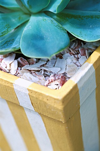 SEASIDE_YELLOW_STRIPED_CONTAINER_PLANTED_WITH_ECHEVERIA_PEACOCKII_AND_MULCHED_WITH_SHELLS_DESIGNER_C