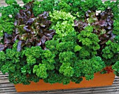 DESIGNER: CLARE MATTHEWS: WOODEN BOX CONTAINER PLANTED WITH PARSLEY AND LETTUCES
