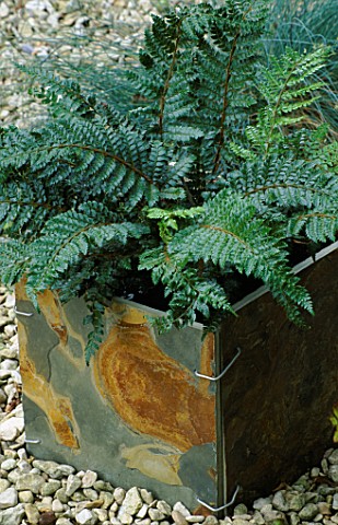 DESIGNER_CLARE_MATTHEWS_CHINESE_SLATE_CONTAINER_PLANTED_WITH_POLYBLEPHARUM