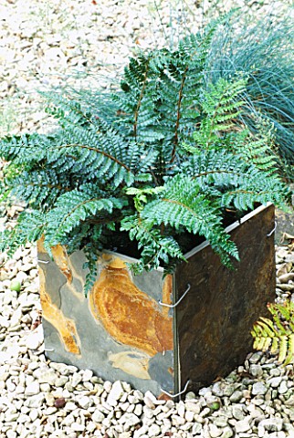 DESIGNER_CLARE_MATTHEWS_CHINESE_SLATE_CONTAINER_PLANTED_WITH_POLYSTICHUM_POLYBLEPHARUM