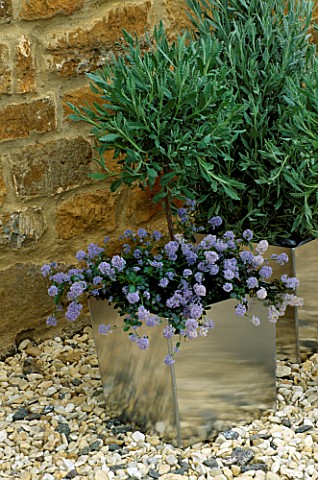 SILVER_CONTAINER_PLANTED_WITH_CEANOTHUS_THYRSIFLORUS_REPENS
