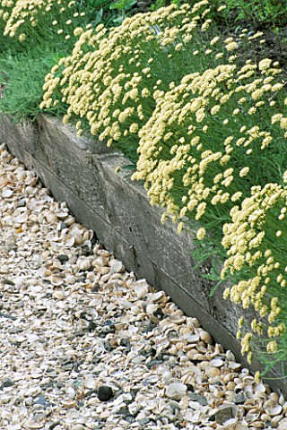 CULROSS_PALACE__SCOTLAND_WOODEN_EDGED_BORDER_OF_SANTOLINA_WITH_CRUSHED_SHELL_PATH