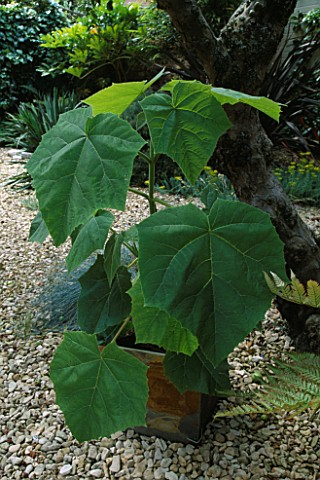 SLATE_CUBE_IN_GRAVEL_PLANTED_WITH_PAULOWNIA_TOMENTOSA_DESIGNER_CLARE_MATTHEWS