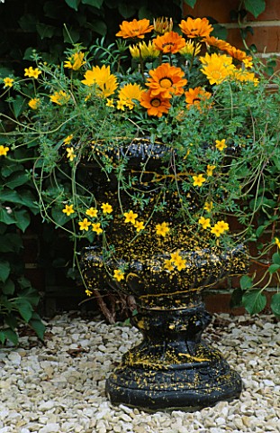 BLACK_AND_GOLD_SPLATTERED_URN_PLANTED_WITH_GAZANIA_GAZOO_AND_BIDENS_YELLOW_BREEZE_DESIGNER_CLARE_MAT