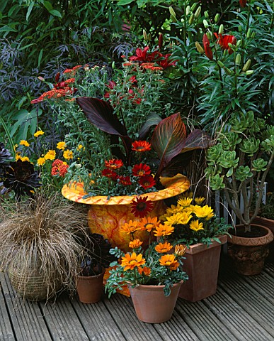 ORANGE_MARBLED_CONTAINER_PLANTED_WITH_ACHILLEA_WALTER_FUNCKE__CANNA_TROPICANA_AND_GAZANIA_GAZOO_SURR
