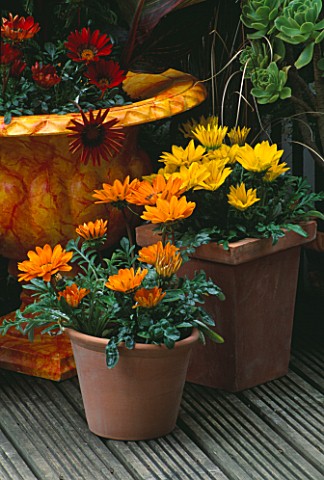 TERRACOTTA_CONTAINERS_ON_DECKING_PLANTED_WITH_GAZANIA_GAZOO_DESIGNER_CLARE_MATTHEWS
