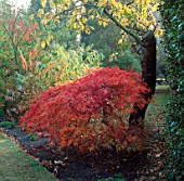 THE AUTUMNAL FOLIAGE OF ACER PALMATUM DISSECTUM ON THE NORTH LAWN OF PYRFORD COURT  SURREY