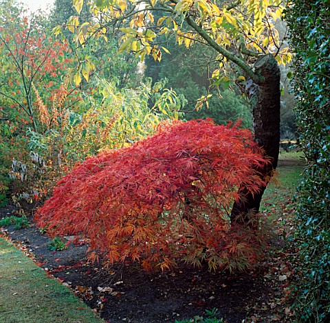 THE_AUTUMNAL_FOLIAGE_OF_ACER_PALMATUM_DISSECTUM_ON_THE_NORTH_LAWN_OF_PYRFORD_COURT__SURREY